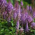 Astilbes de Flores Roxas