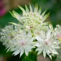 Astrantia de flores brancas