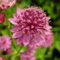 Astrantia de flores cor-de-rosa