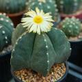 Astrophytum