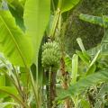 Bananeiras de fruto