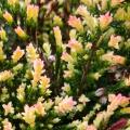 Urzes de folhagem variegada