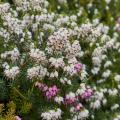 Urze alpina - Erica carnea