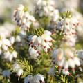 Urzes de flores brancas