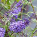 Buddleia - Árvore-das-borboletas