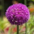 Bolbos de primavera com flores roxas e violetas