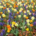 Bolbos de primavera por cor da flor