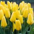 Bulbos de flores amarelas