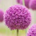 Bulbos de flores violetas, malvas ou púrpuras