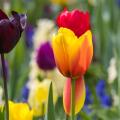 Bulbos por cor das flores