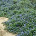 Ceanothus rastejante