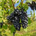 Castas para vinho