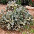 Cactos e suculentas resistentes ao frio