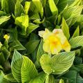 Cannas Anãs