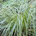 Carex - Carriço -variegado