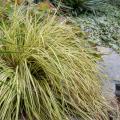 Carex oshimensis - Carex de Oshima