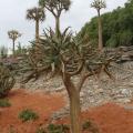 Jardim dos Antípodas - Tendência Jardim 2026