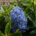 Ceanothus - Lirio da California