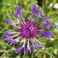 Centaurea -  Flor de Ciano
