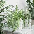 Chlorophytum - Planta-aranha