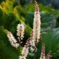 Cimicifuga, Actaea - velas de prata