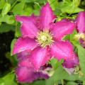 Clematis cor de rosa