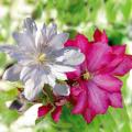 Clematis - As Coleções