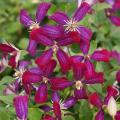 Clematis flamula
