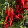 Clianthus - Garra de Lagosta