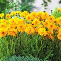 Coreopsis para vasos