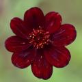 Cosmos atrosanguineus - Cosmos chocolate