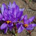 Crocus de Açafrão - Crocus sativus