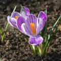 Crocus da primavera