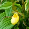 Chinelo - Cypripedium