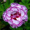 Dianthus - Cravos
