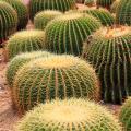 Echinocactus - Almofadas de sogra