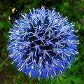 Echinops - Bolas azuis