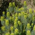 Troviscos-machos - Euphorbia characias