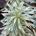 Eufórbias com folhagem variegada