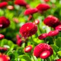 Bellis