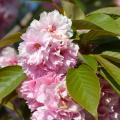 Frutíferas de flor