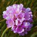 Relvados de Espanha - Armeria