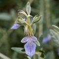 Teucrium fruticans - Germândreos Arbustivos