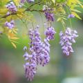 Glicínia americana - Wisteria frutescens