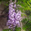 Glicínia-chinesa - Wisteria sinensis