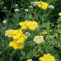 Sementes de Achillea