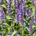 Sementes de Agastache
