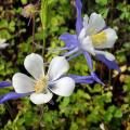 Sementes de Aquilegia