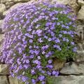 Sementes de Aubrietas
