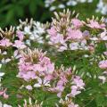Sementes de Cleome